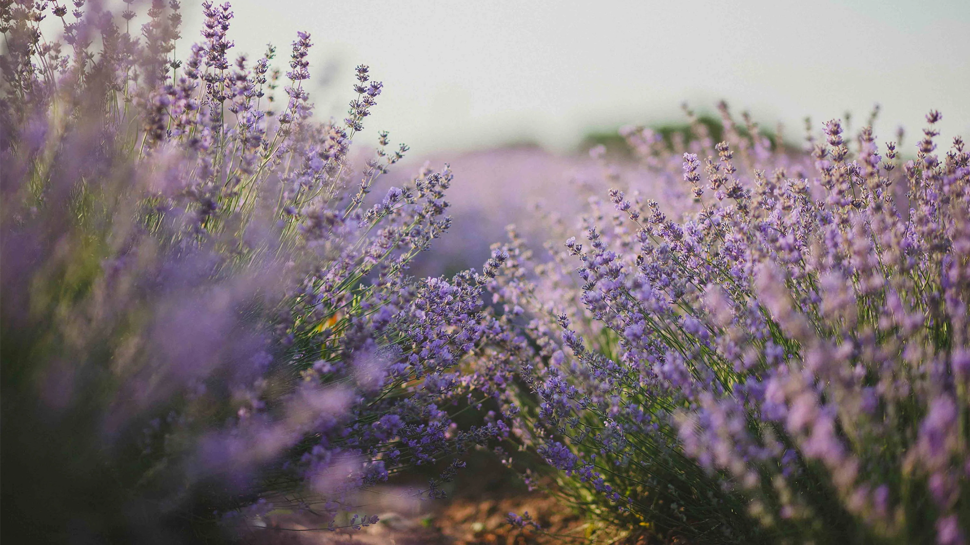 Lavendel Pflanzen und Pflegen