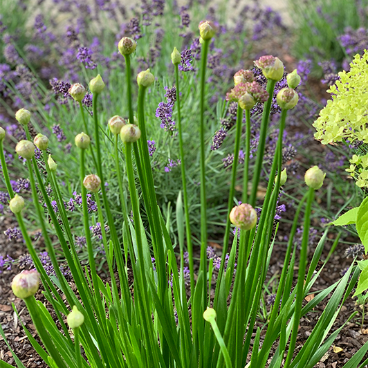 Allium Millenium im Garten pflanzen 