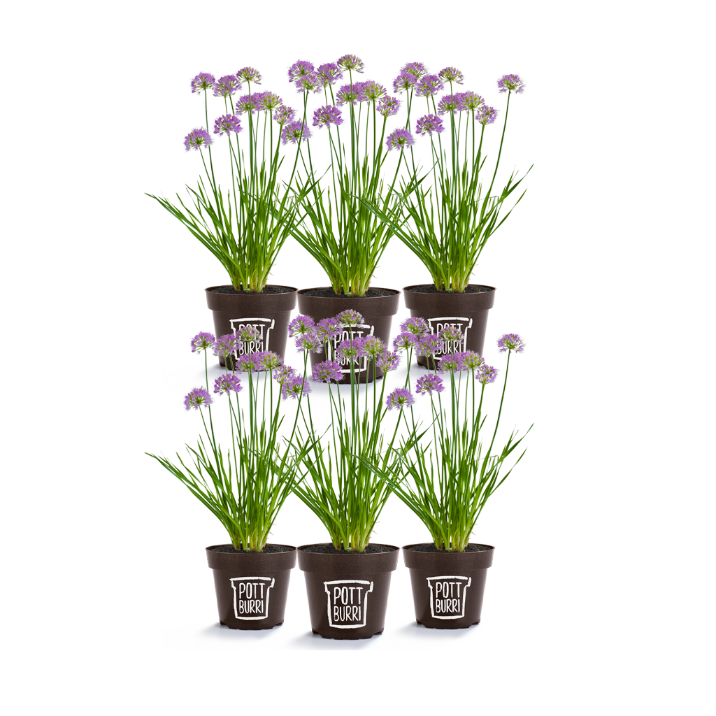 Violette Allium im Set von POTTBURRI