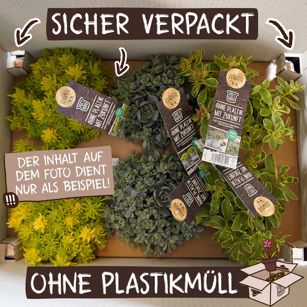 Pottburri Pflanzen im Karton verpackt ohne Plastik.