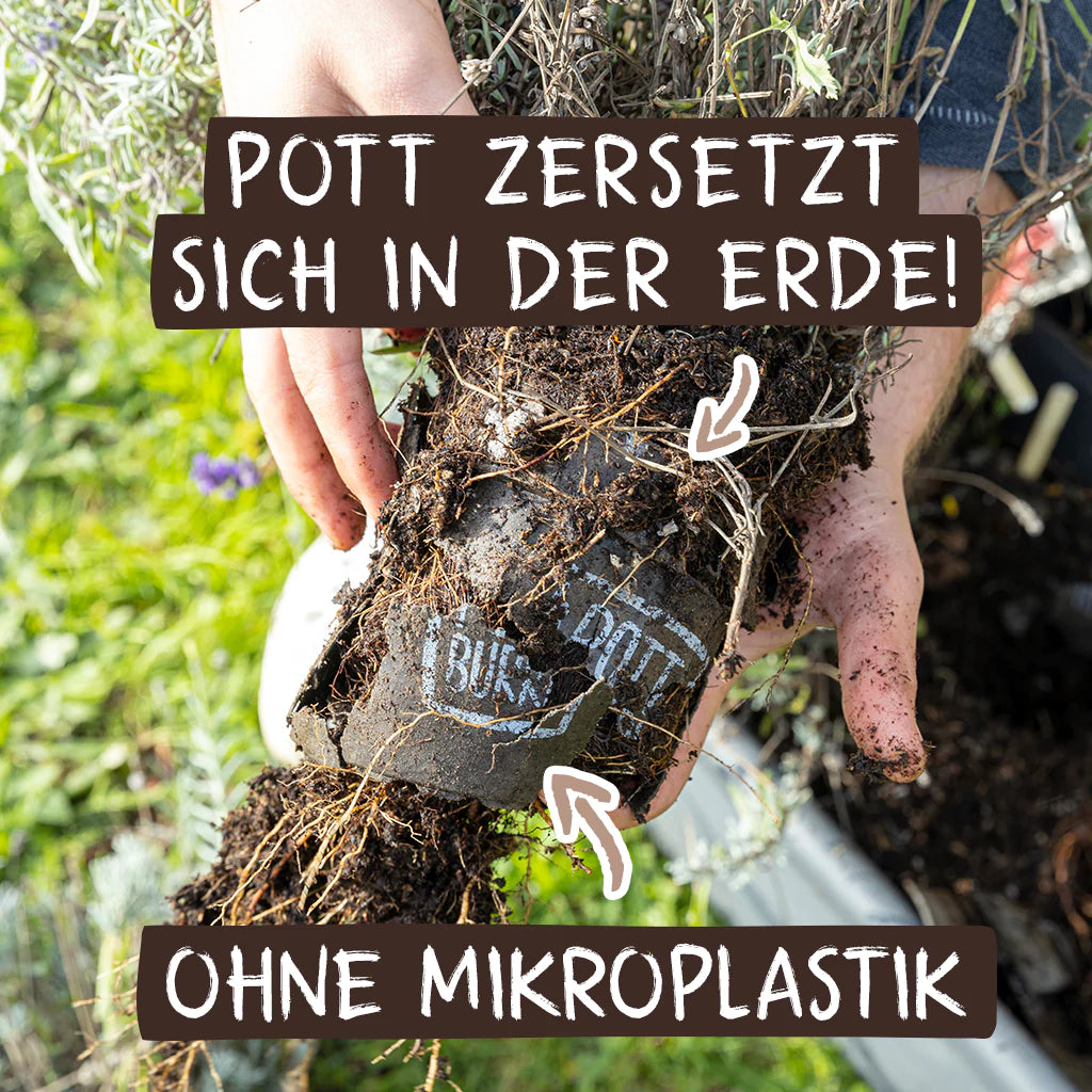 Pflanzentopf zersetzt sich in der Erde. Topf ohne Mikroplastik.