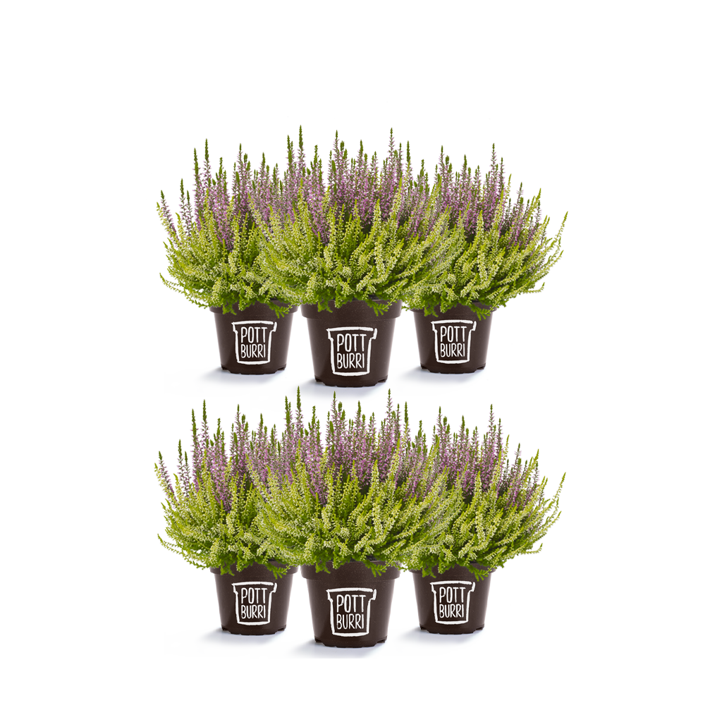 Callunen Colour Crown im nachhaltigen Pottburri Pflanzentopf