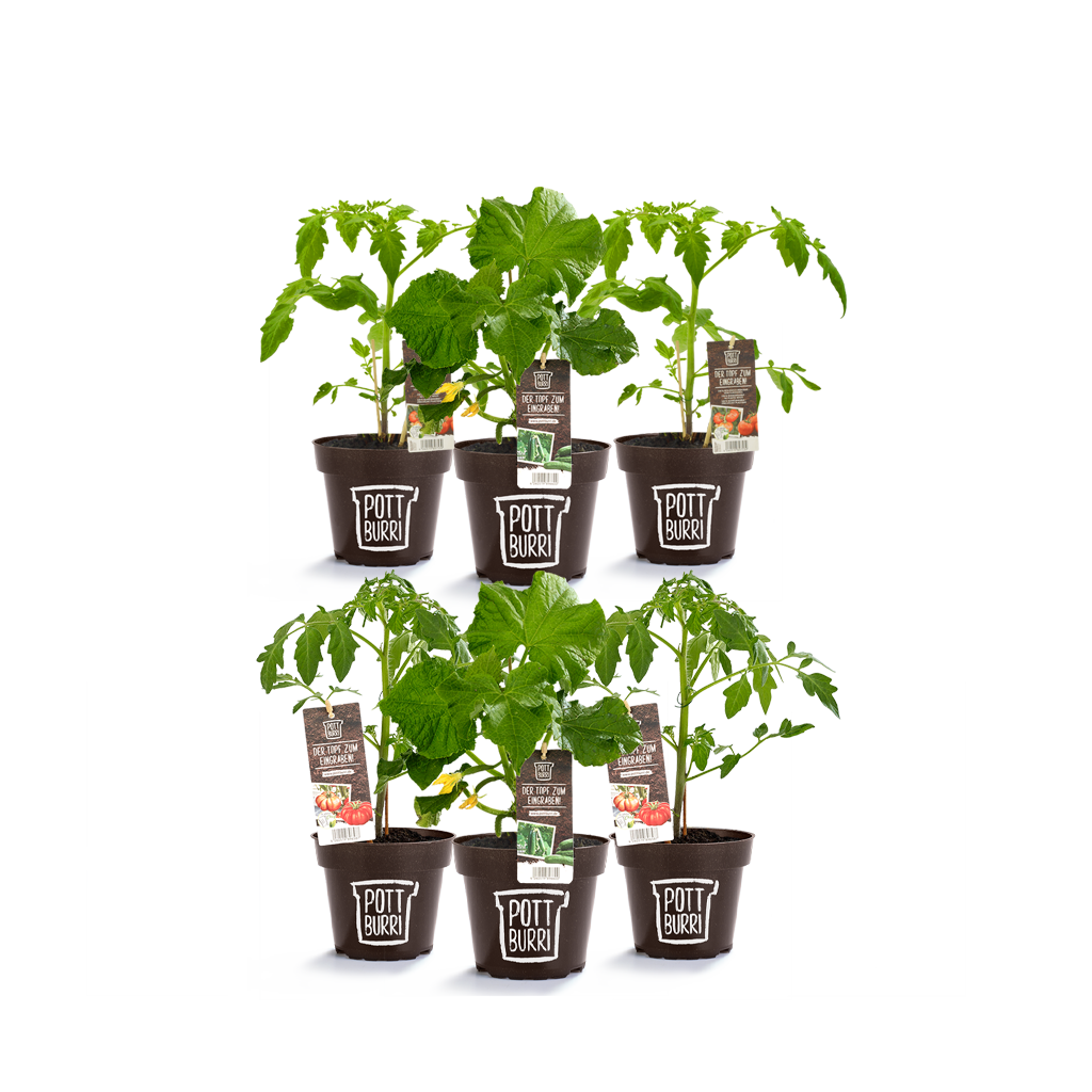 Bio Gemüsepflanzen im Topf