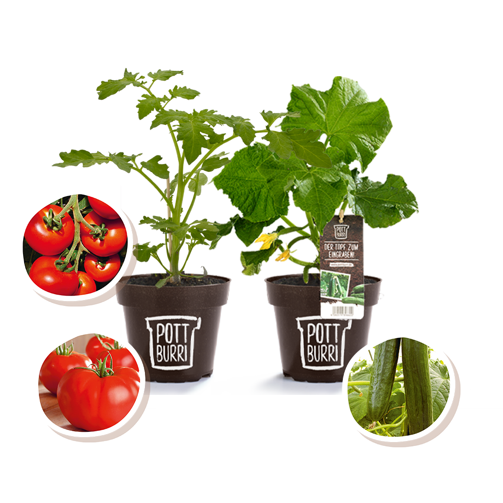 Bio Tomatenpflanze und Gurkenpflanze im nachhaltigen Topf von Pottburri