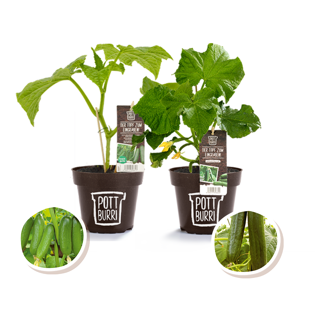 Bio Gurkenpflanzen im nachhaltigen Topf von Pottburri