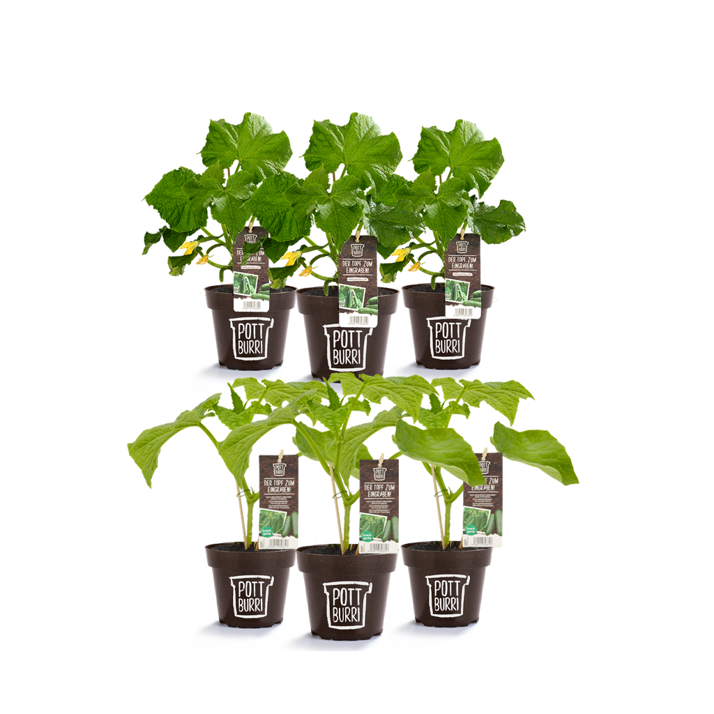 Bio Gurken Pflanzen im Topf