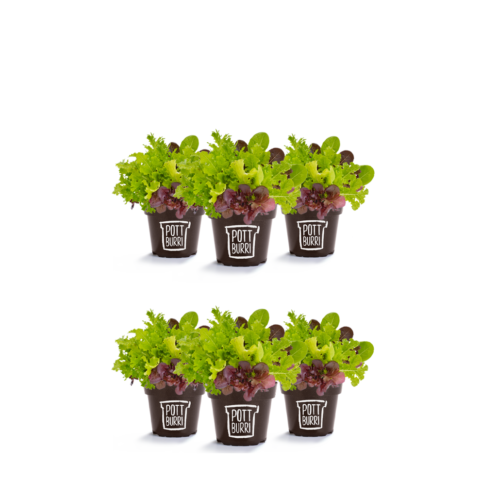 Salat im nachhaltigen Topf von Pottburri. Pflücksalat mit 6 Sorten Babyleaf