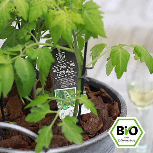 Bio Gurkenpflanze im Topf