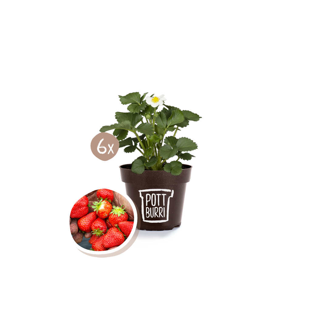 Erdbeeren im nachhaltigen Topf von Pottburri