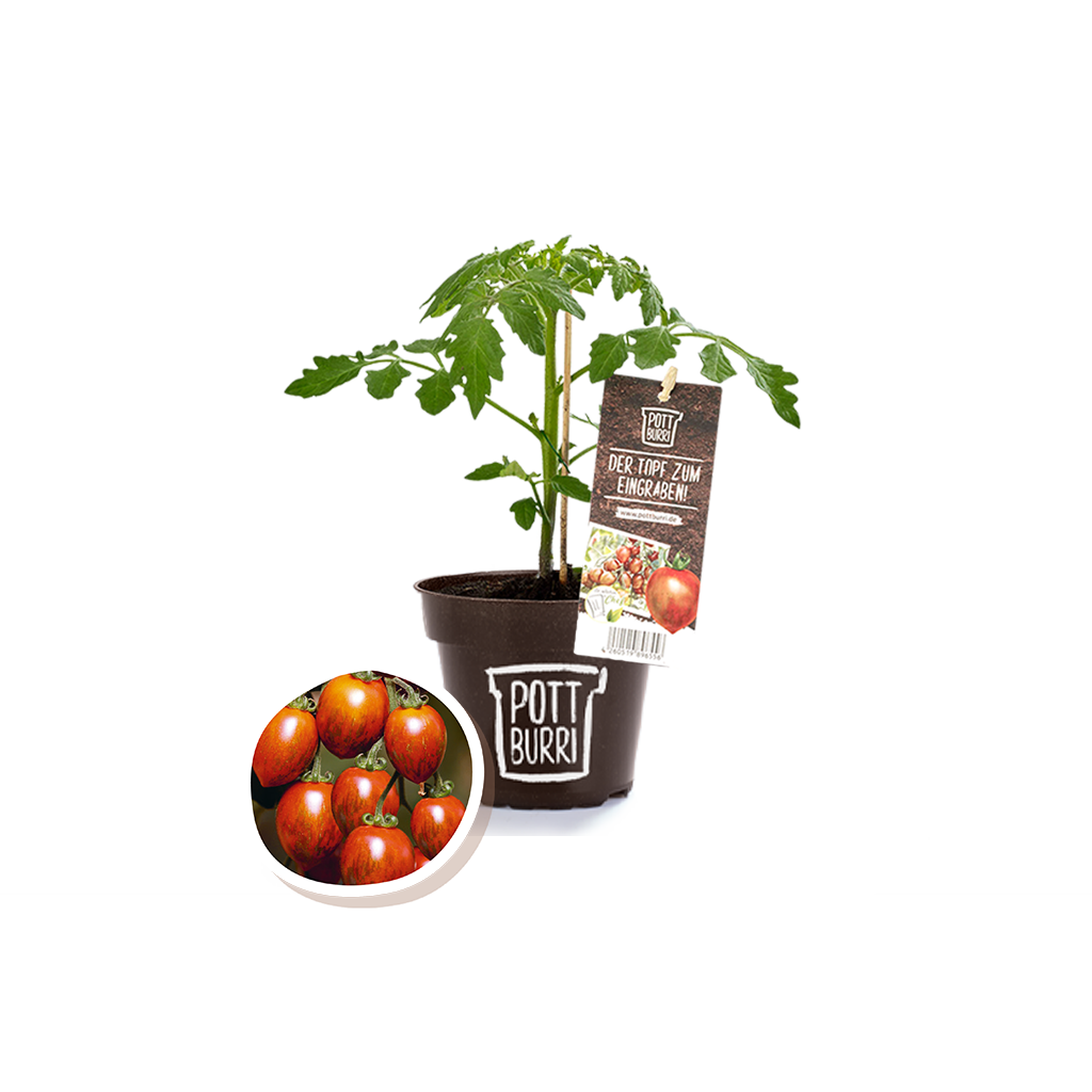 Bio Tomate Cookie im nachhaltigen Topf von Pottburri