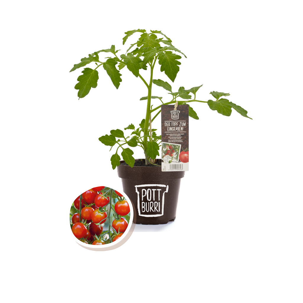 Bio Tomate Pepe im nachhaltigen Topf von Pottburri