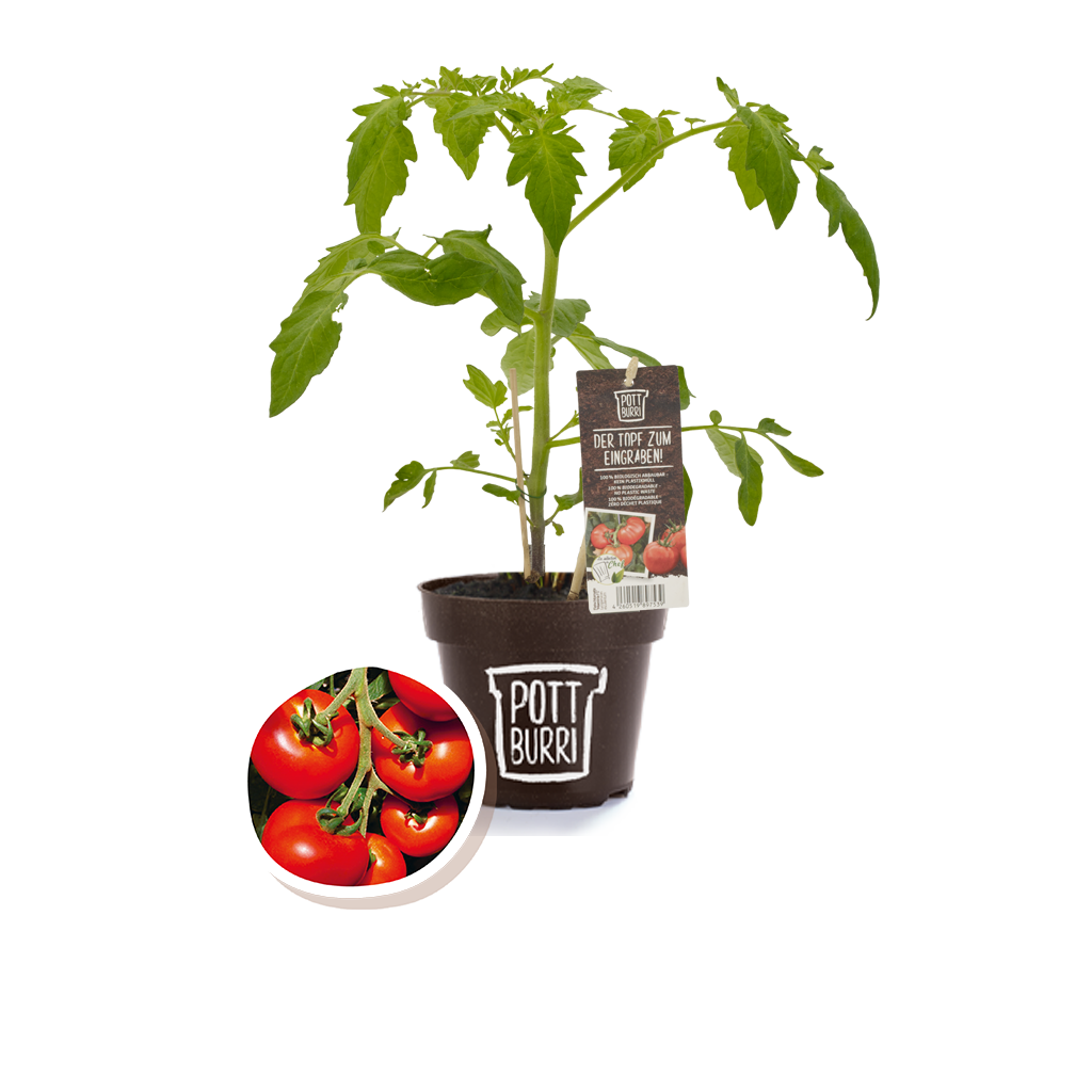 Bio Tomate Previa im nachhaltigen Topf von Pottburri