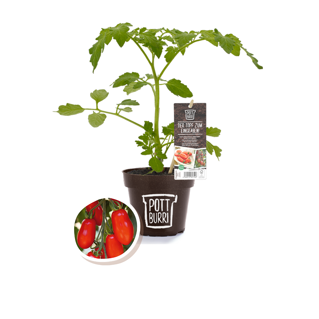 Bio Tomate Trilly im nachhaltigen Topf von Pottburri