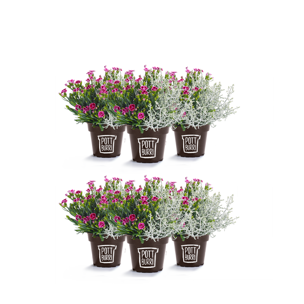Dianthus Pink Kisses im nachhaltigen Pottburri Pflanzentopf