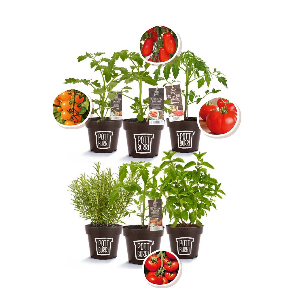 Gemüse Snack und frische Kräuter online kaufen im nachhaltigen Pflanzentopf von Pottburri