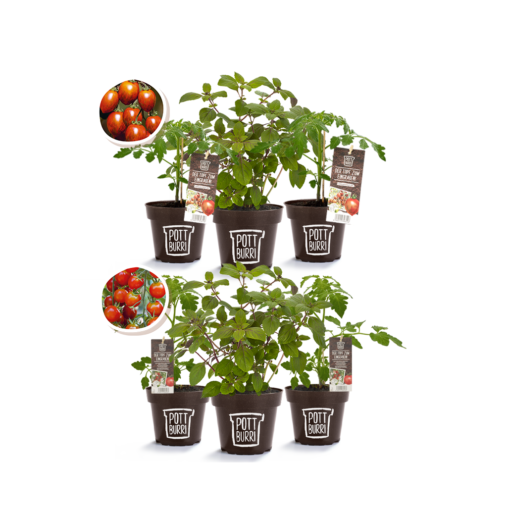 Bio Tomatenpflanze und Kräuter im Topf von Pottburri