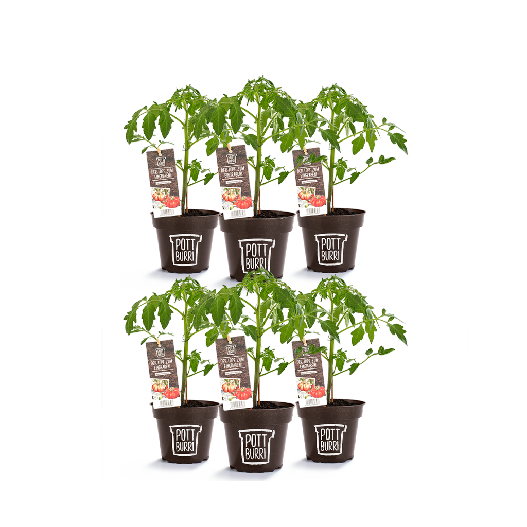 Bio Tomatenpflanzen im Topf