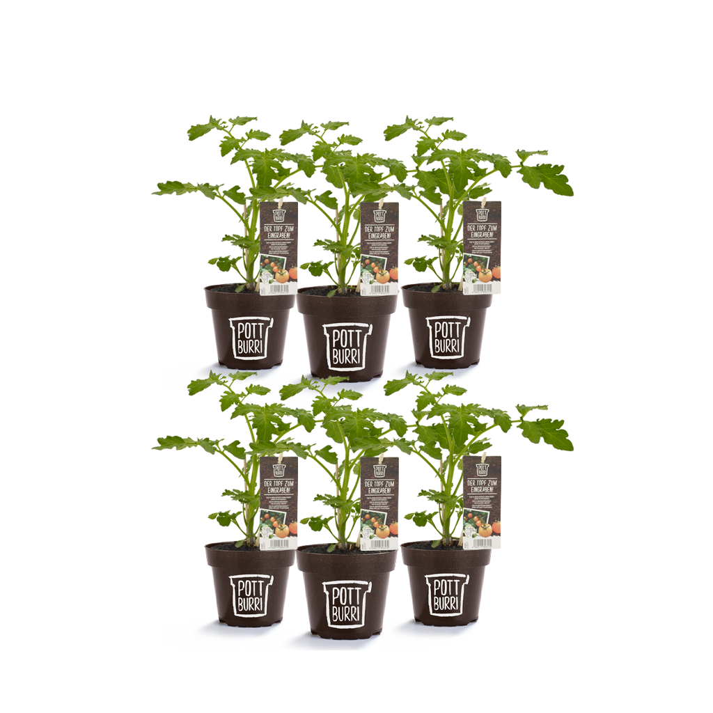 Bio Tomatenpflanzen im Topf