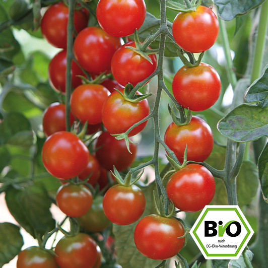 Bio Kirschtomaten am Strauch. Rote Tomaten ernten