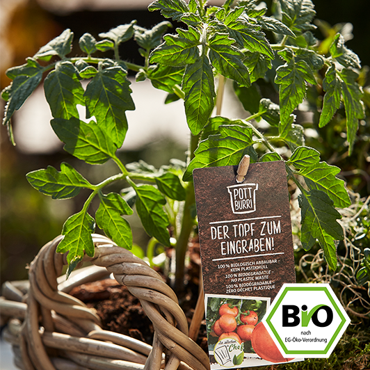 Bio Tomatenpflanzen im Topf pflanzen.