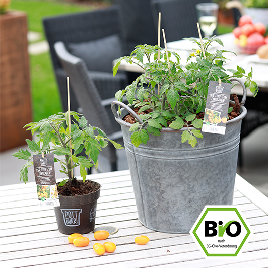 Bio Tomatenpflanze im Topf auf der Terrasse
