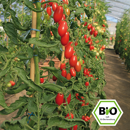 Bio Tomatenpflanze mit roten Pflaumentomaten zum Ernten