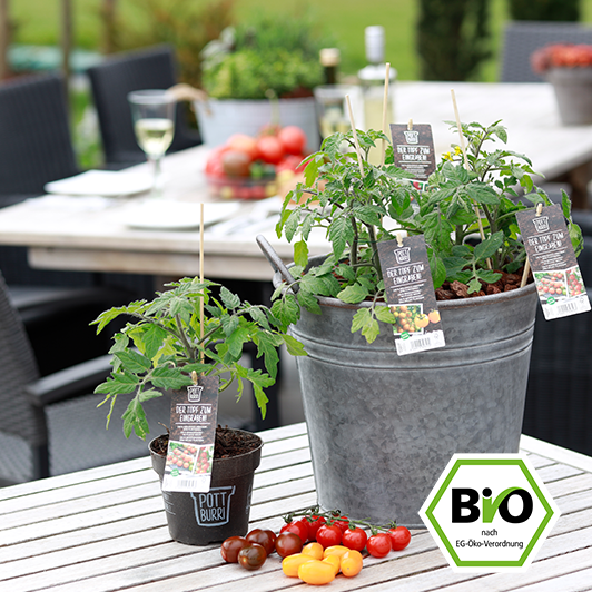 Bio Tomatenpflanzen auf Terrasse