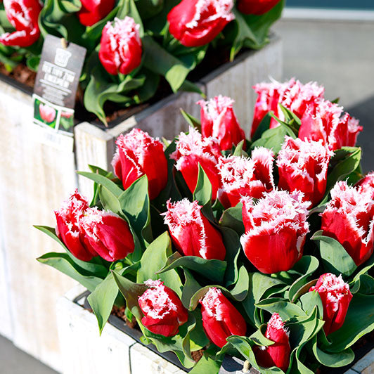 Rote Tulpen mit weißem Blütenrrand