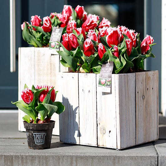 Rote Tulpen im Holztopf