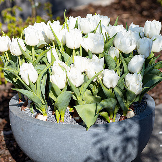 Weiße Tulpen im Garten