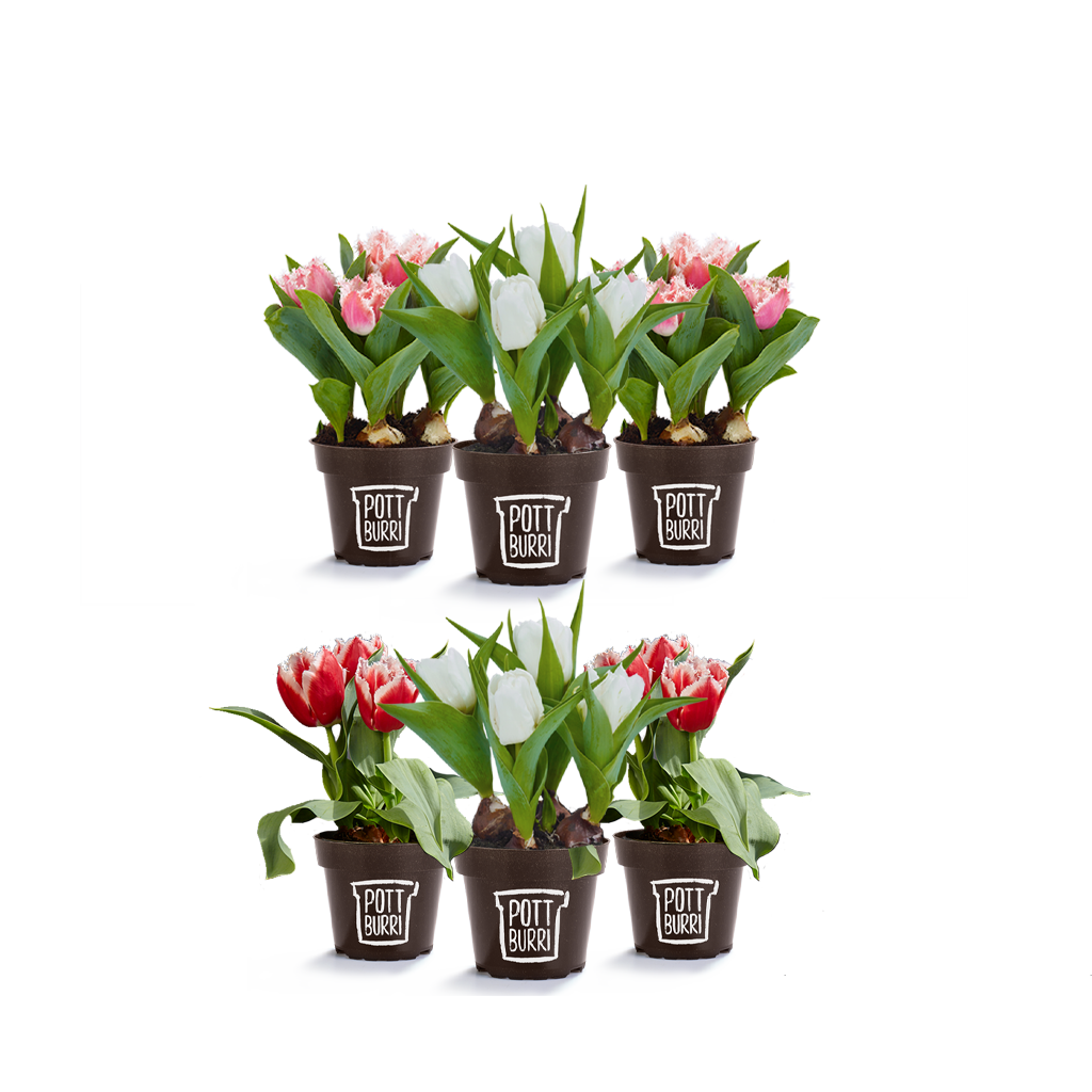 Tulpen im nachhaltigen Pottburri Pflanzentopf