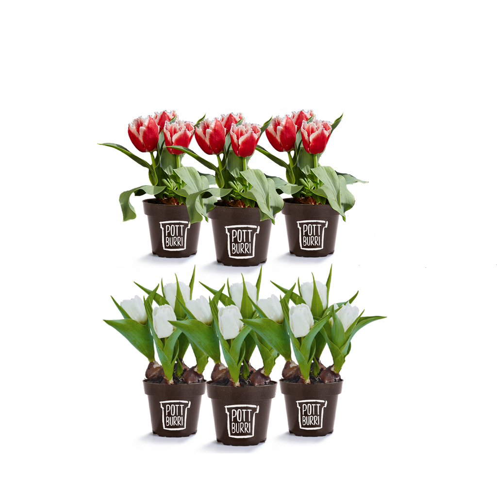 Tulpen rot und weiß im nachhaltigen Topf